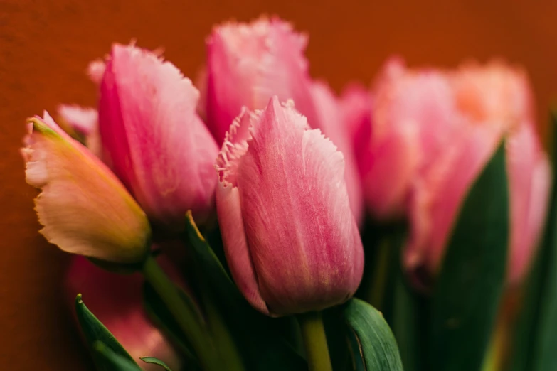 a closeup view of pink tulips in front of a wall