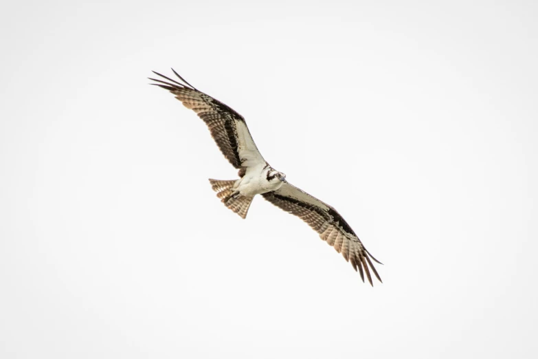 a bird that is flying through the sky