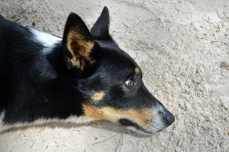 a dog looks to his right as he stands with his head tilted down