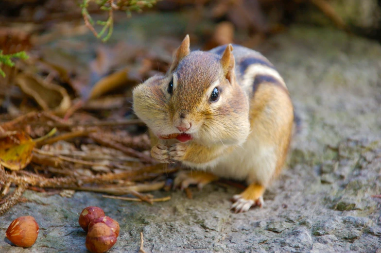 a small rodent with an indifferent look on its face