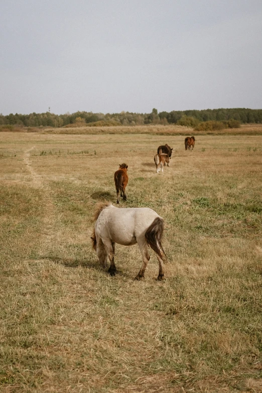 some horses are standing in a dry field