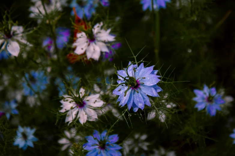 a close up of some flowers in a field