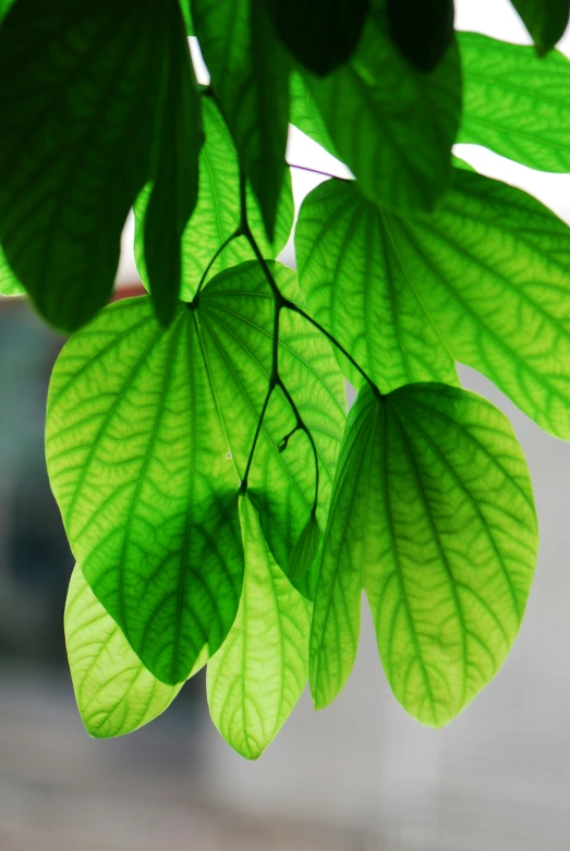 there are lots of green leaves hanging from the trees