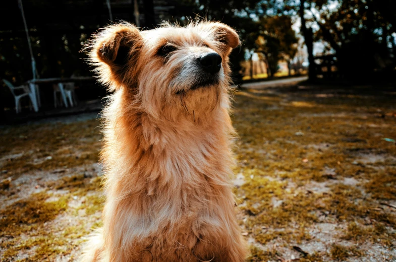 a fluffy looking dog looks back over his shoulder