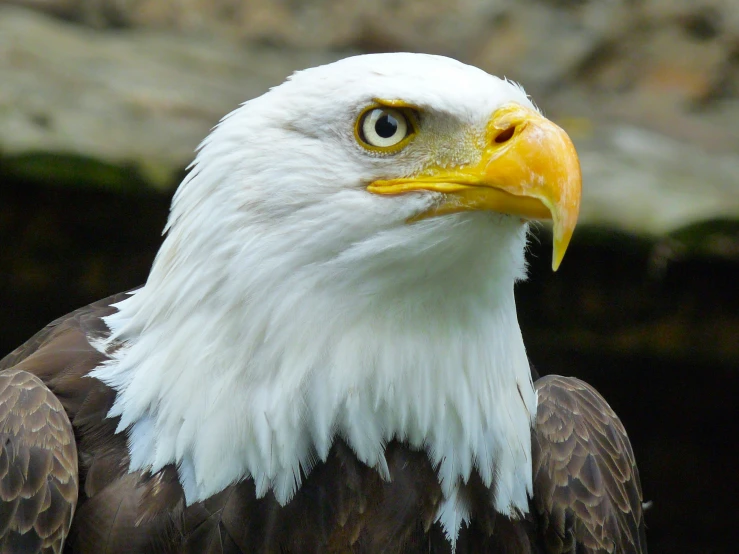 the eagle is looking ahead as he stares away