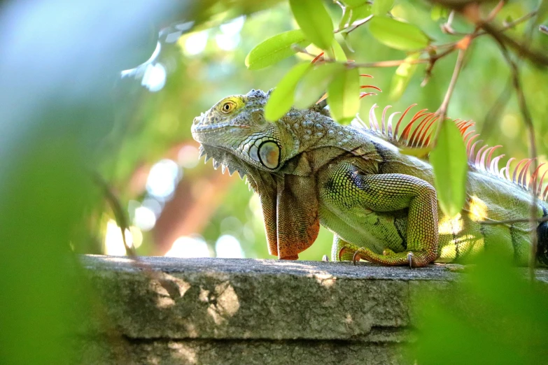 an iguant on the top of a stone block, sitting in some grass