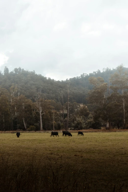 a herd of cattle walking across a grass covered field