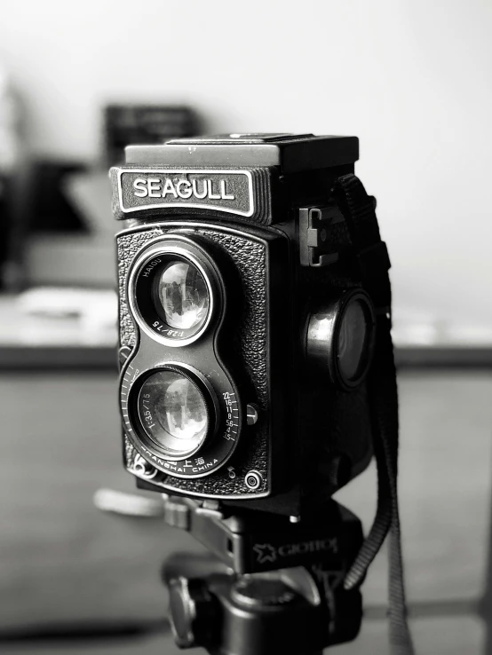 black and white pograph of a seagull camera