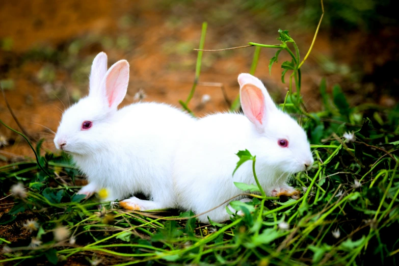 a baby rabbit on the ground near some green grass