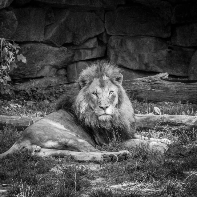 a black and white po of a lion