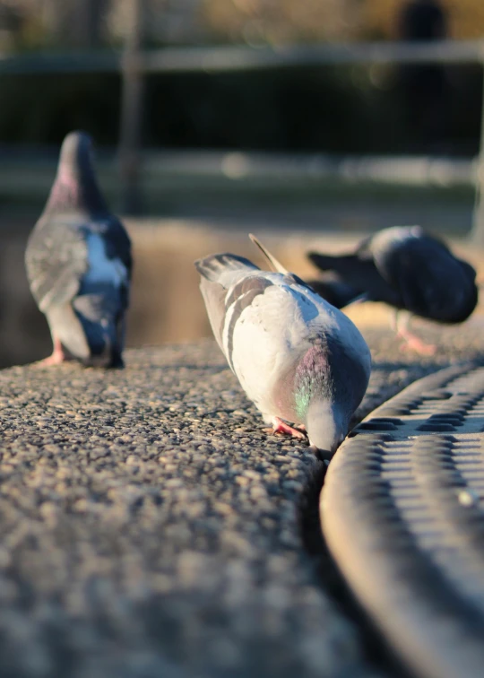 a group of pigeons stand on the ground