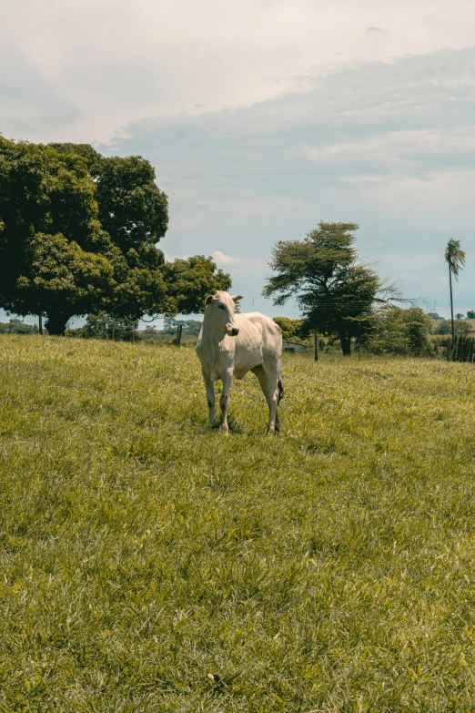 a white horse standing in the grass by itself