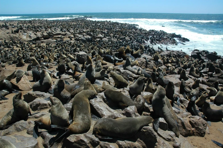 large groups of seals on a rock covered beach