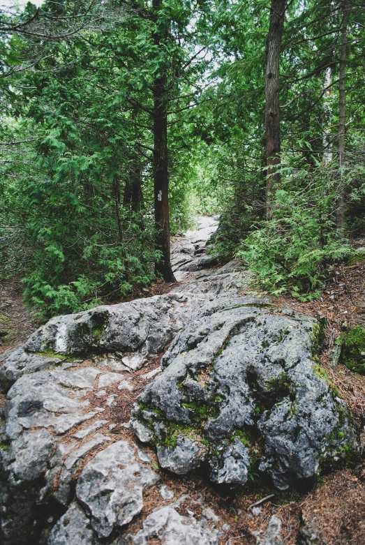 a hiking trail in the woods with a rock and some bushes