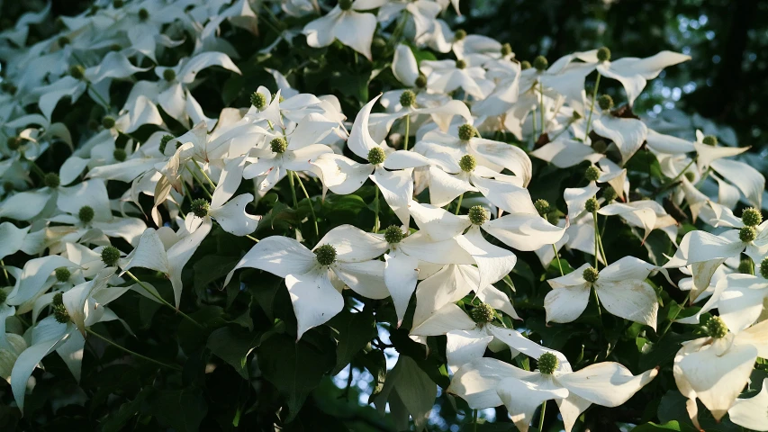 white flowers in bloom in front of trees