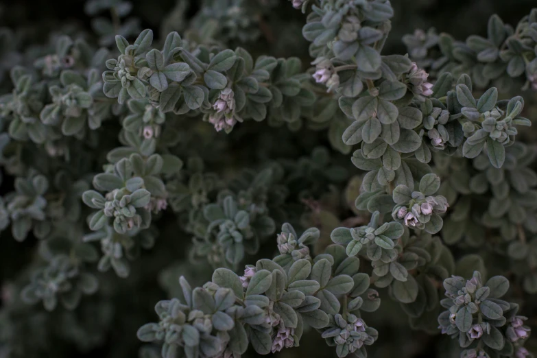 close up of some small green leaves