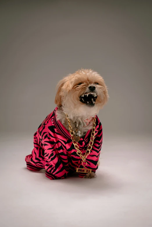 a dog is dressed up in a shirt and chain