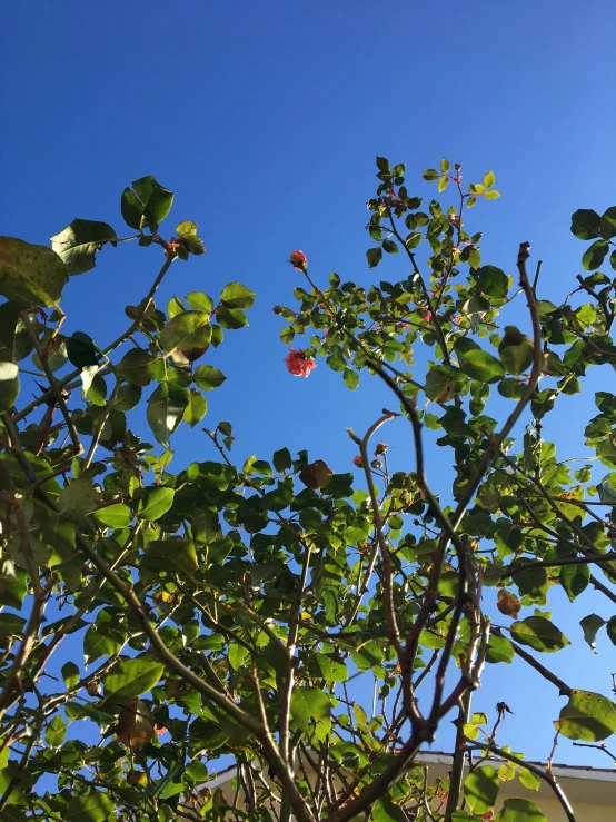 the nches of a tree with flowers and leaves