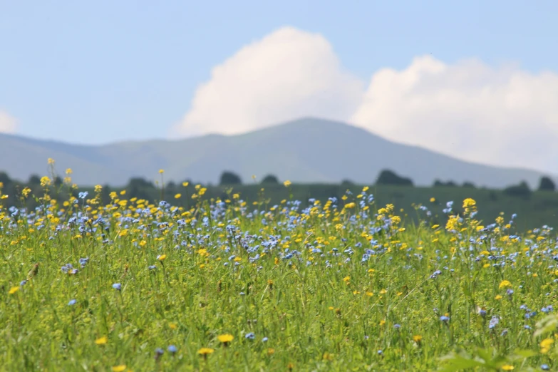 a field full of blue and yellow flowers