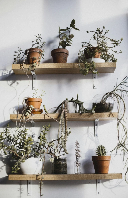 several potted plants on wooden shelves on the wall