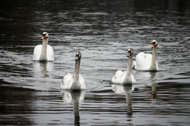 three swans swimming on top of the water