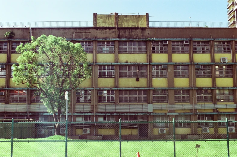 a tree on a grassy area near a building