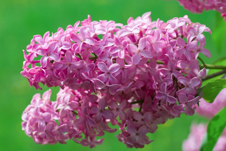 a bunch of pink lilacs blooming together