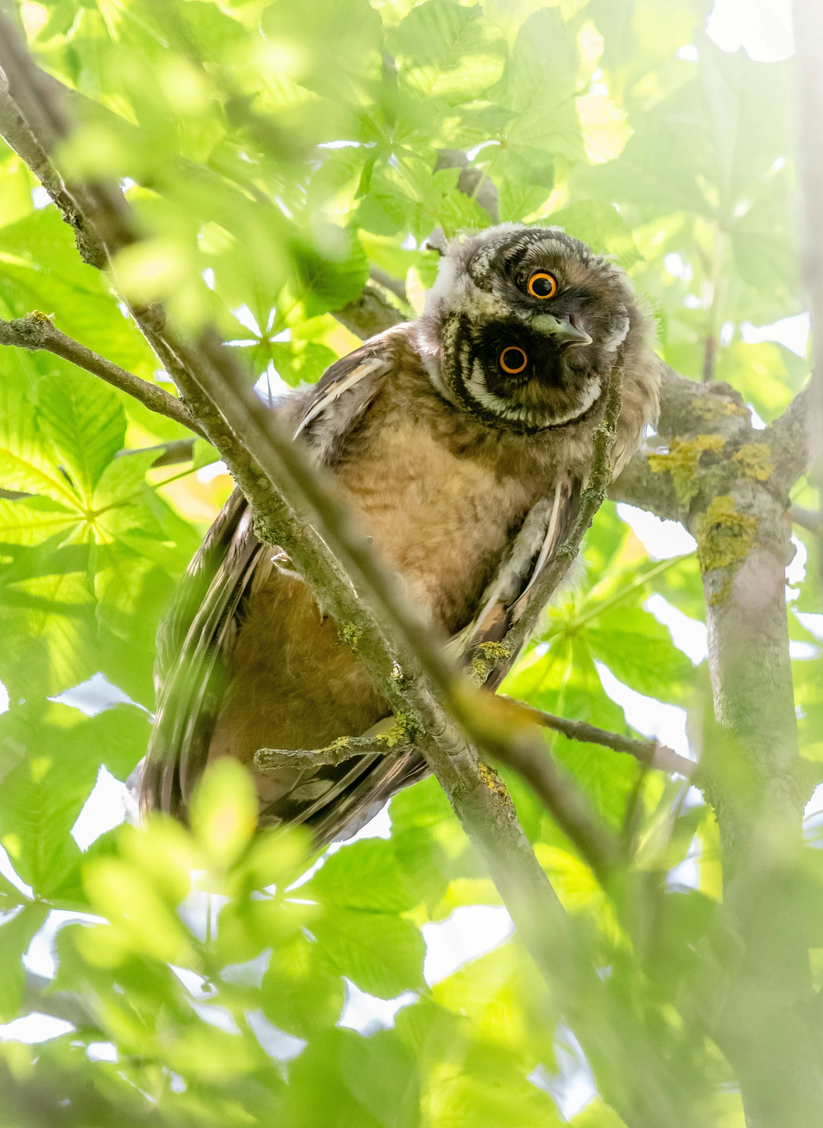 there is a small owl sitting in a tree