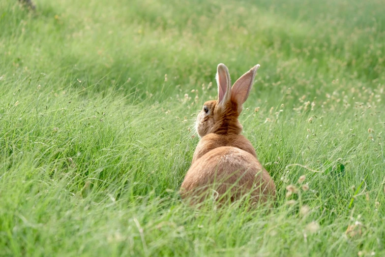 a brown rabbit sitting in a grassy field