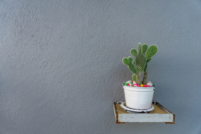 a single cactus sitting in a pot on a shelf