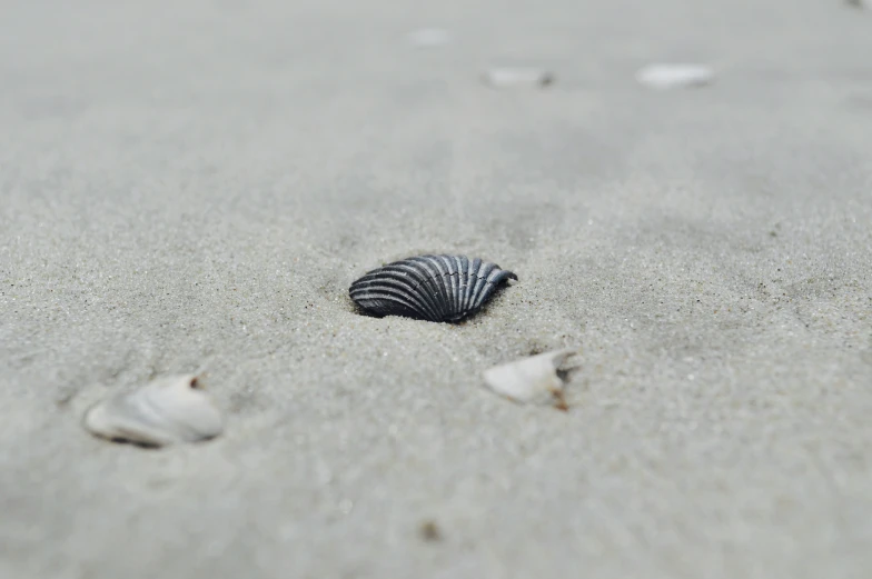 a single shell on the sand with footprints in it