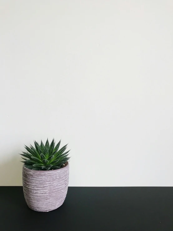 a plant on a table near the wall