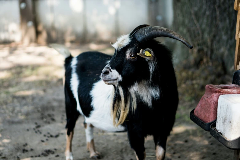 a goat with long horn standing on a dirt ground