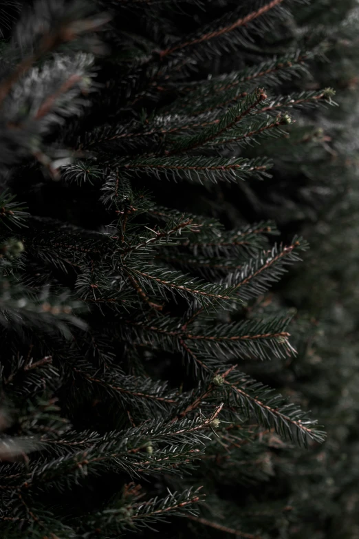 a close up image of the fronds of a pine tree