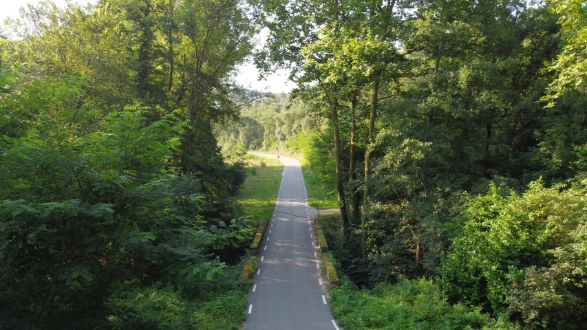 an empty paved path surrounded by trees