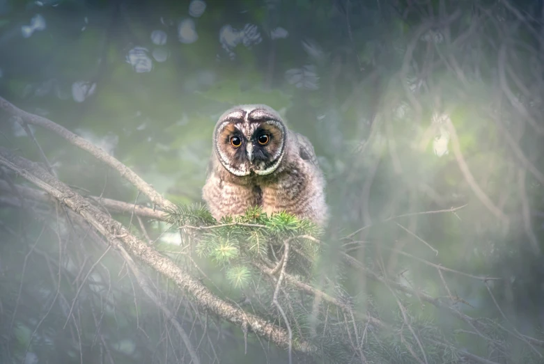 an owl that is perched on a tree nch