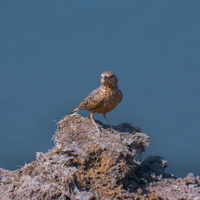 a very cute bird perched on a rocky hillside