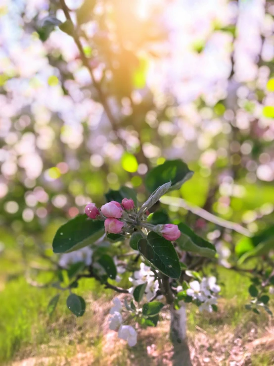 the apple blossom trees in bloom have pink and white flowers