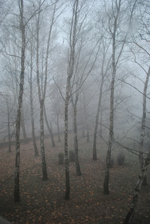 fog in a tree filled forest with no leaves