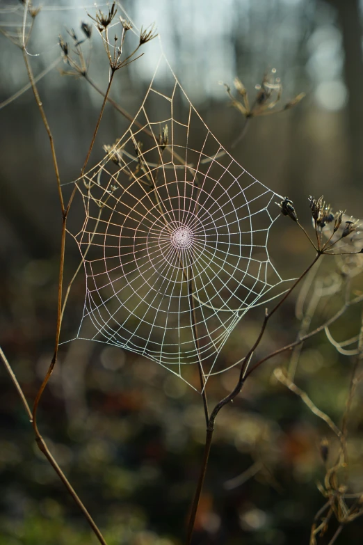 a spider web sits in a leaf - covered spiky grass