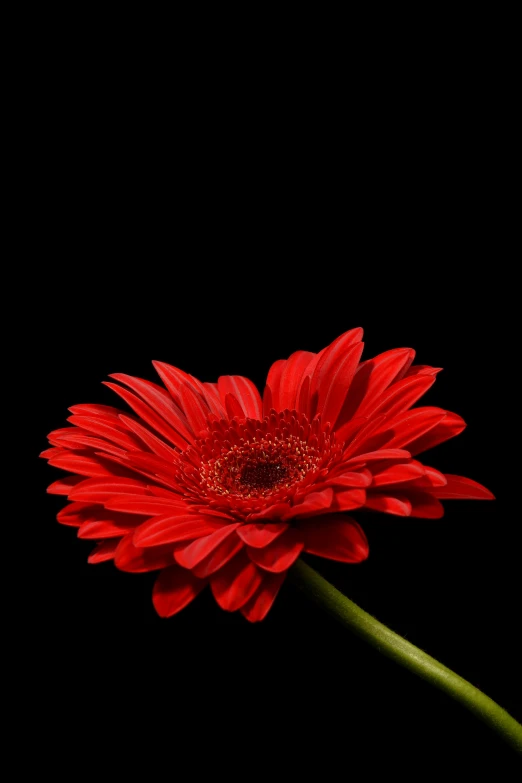 a large red flower with a green stem