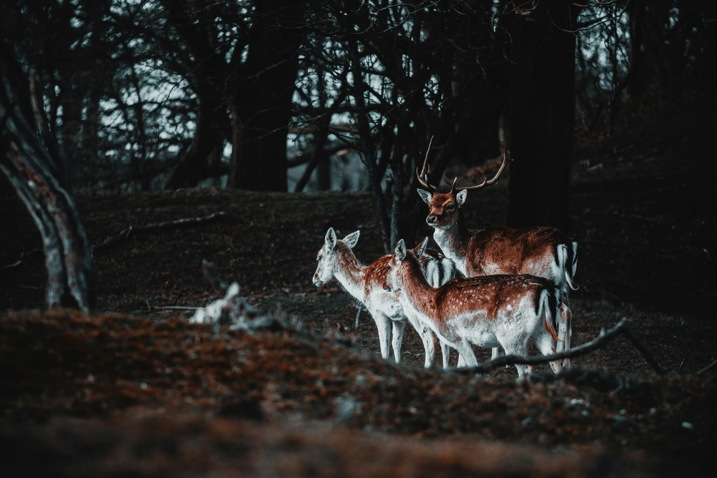 three deer stand in the woods with red leaves