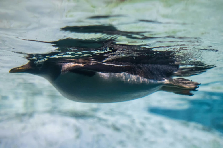 a duck swimming in the middle of an open area