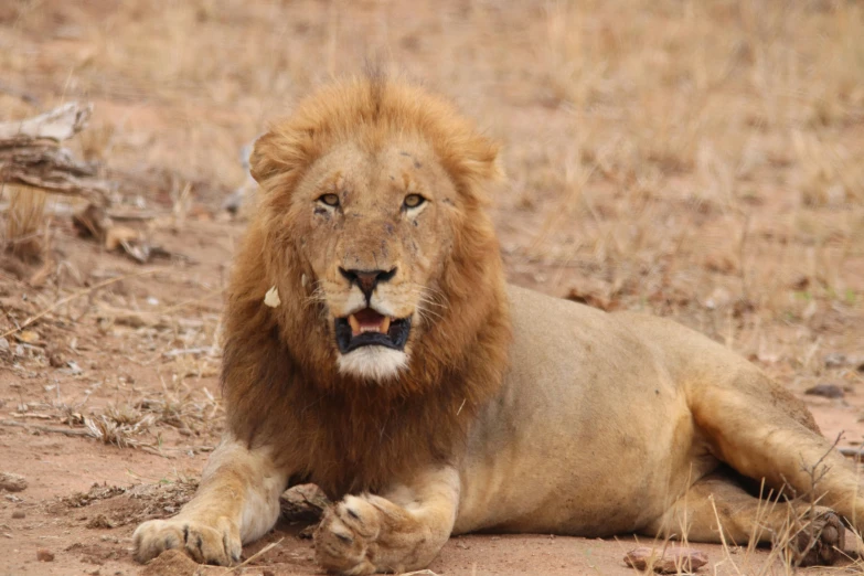 a lion sitting on a field next to a tree