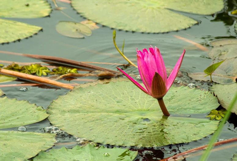 there is a pink flower that is growing out of the water