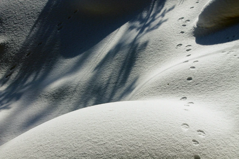 footprints in the snow next to some plants