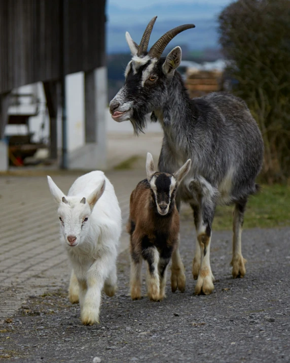 goats and an infant goat are walking along a path