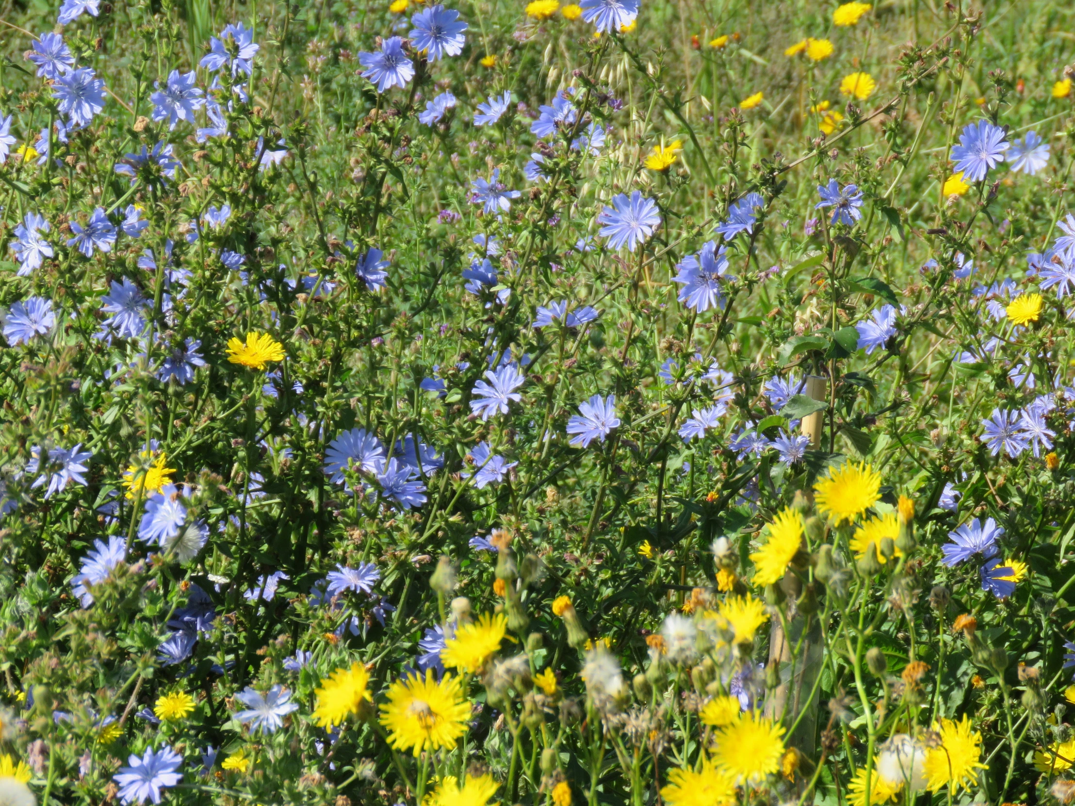 the ground level s of blue and yellow wildflowers in a grassy meadow