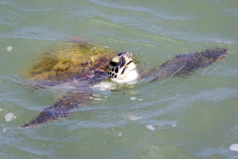 there is a large turtle swimming in the water