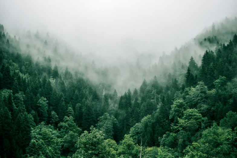 green forest with fog in the air above it